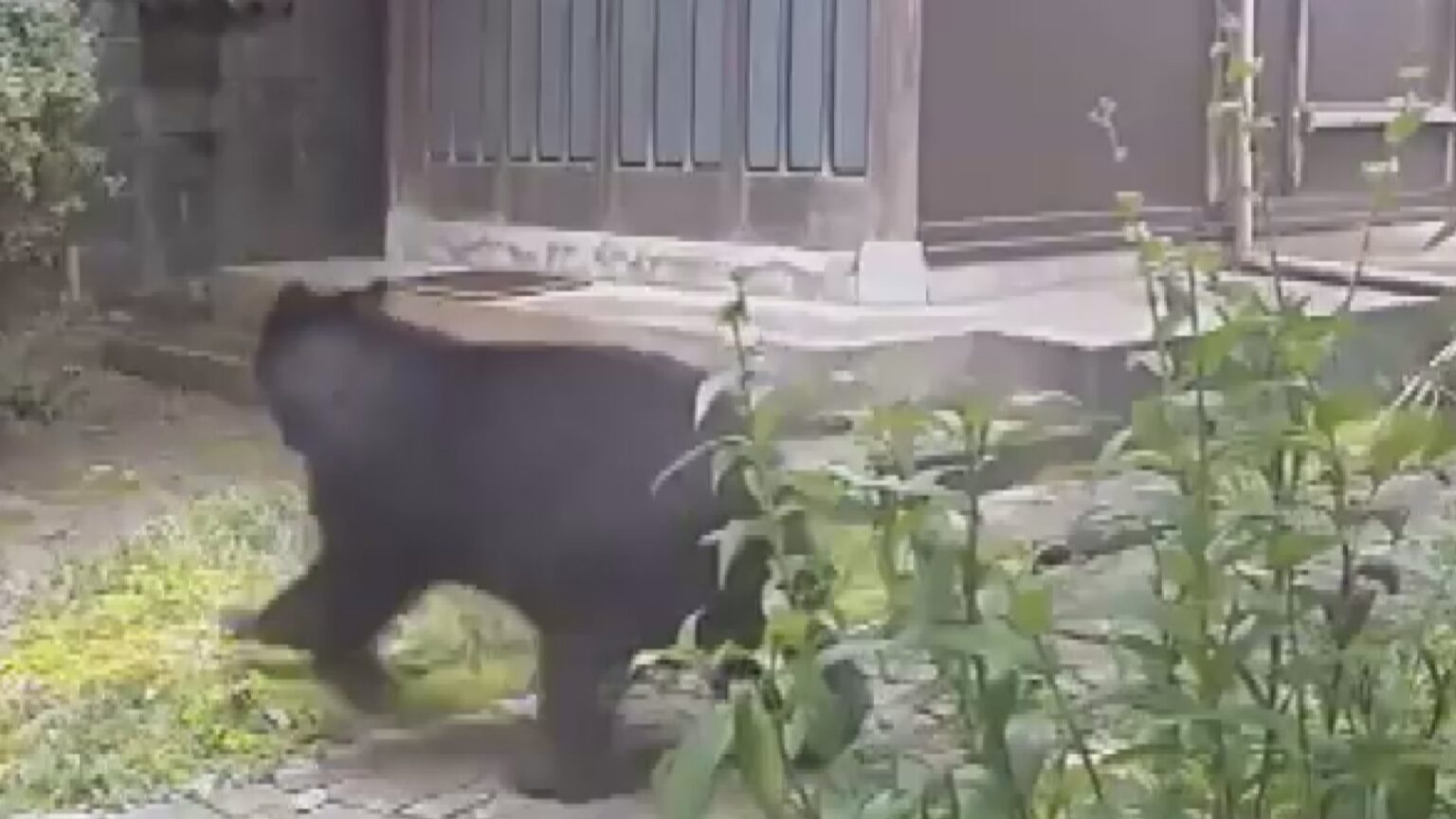 「成獣クマ」が住宅玄関前を駆け抜ける映像 富山市小杉で県内初の「緊急銃猟」発令も依然行方不明、付近の富山南高校で警戒対応が続く（FNNプライムオンライン） - Yahoo!ニュース - Yahoo!ニュース