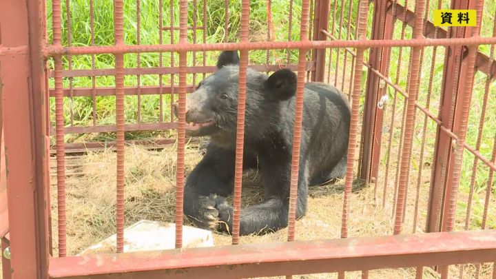 愛知でも出没注意…ツキノワグマのエサとなるドングリが全地点平均で3年連続の“凶作” 15日までに目撃情報14件 | 東海テレビNEWS