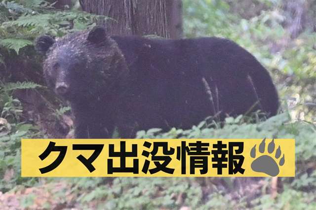 秋田県内で車とクマの衝突相次ぐ 秋田市四ツ小屋の国道１３号など - 秋田魁新報電子版