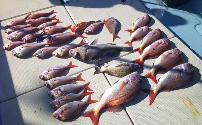 【沖釣り釣果速報】島原沖のタイラバで良型交じりマダイが連発中！（大分・熊本）