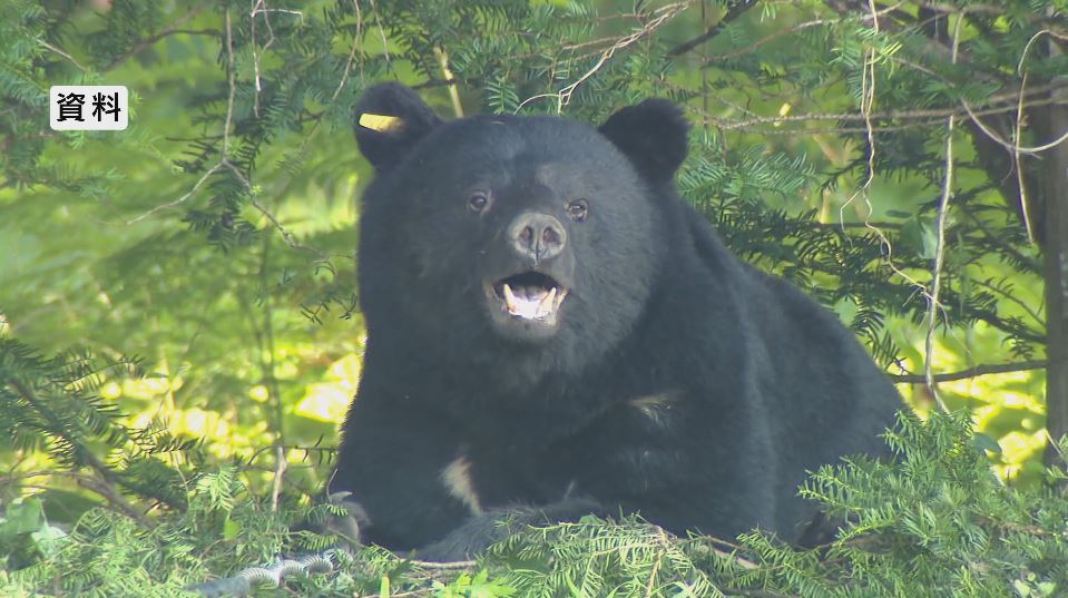 【クマ出没】「道路に座っている」飯田市の住宅地で目撃 長野市では保育園から約350ｍの場所で目撃 体長は約1ｍ 警察が注意呼びかけ（NBS長野放送） - Yahoo!ニュース - Yahoo!ニュース