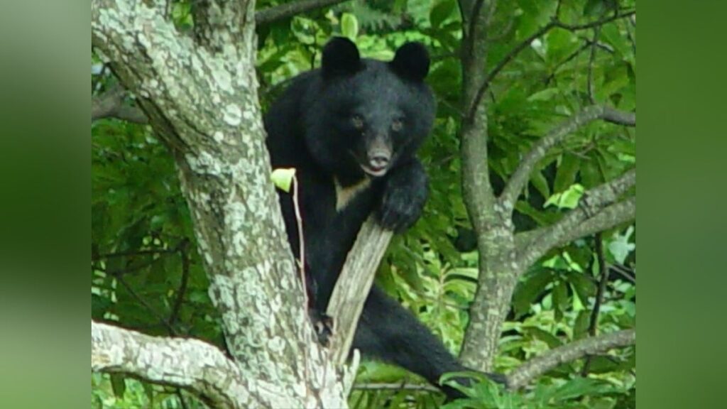 秋田県内でクマに襲われる被害相次ぐ…男女２人が頭部などにけが - 読売新聞オンライン