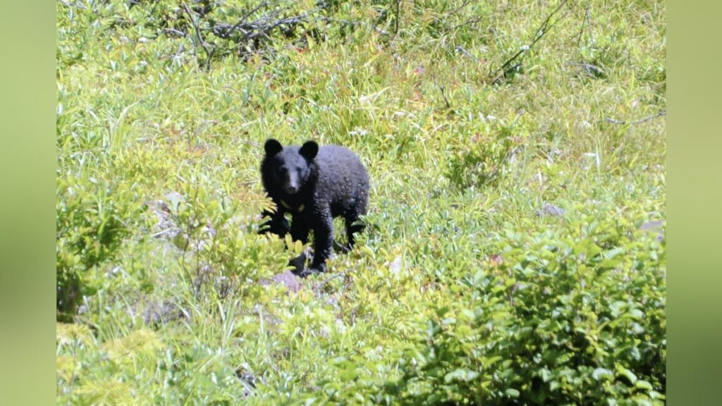 群馬県みなかみ町:散歩中の高齢夫婦がクマに襲われた町、今度はキノコ採りの男性と犬の散歩中の女性が襲われる - 読売新聞オンライン