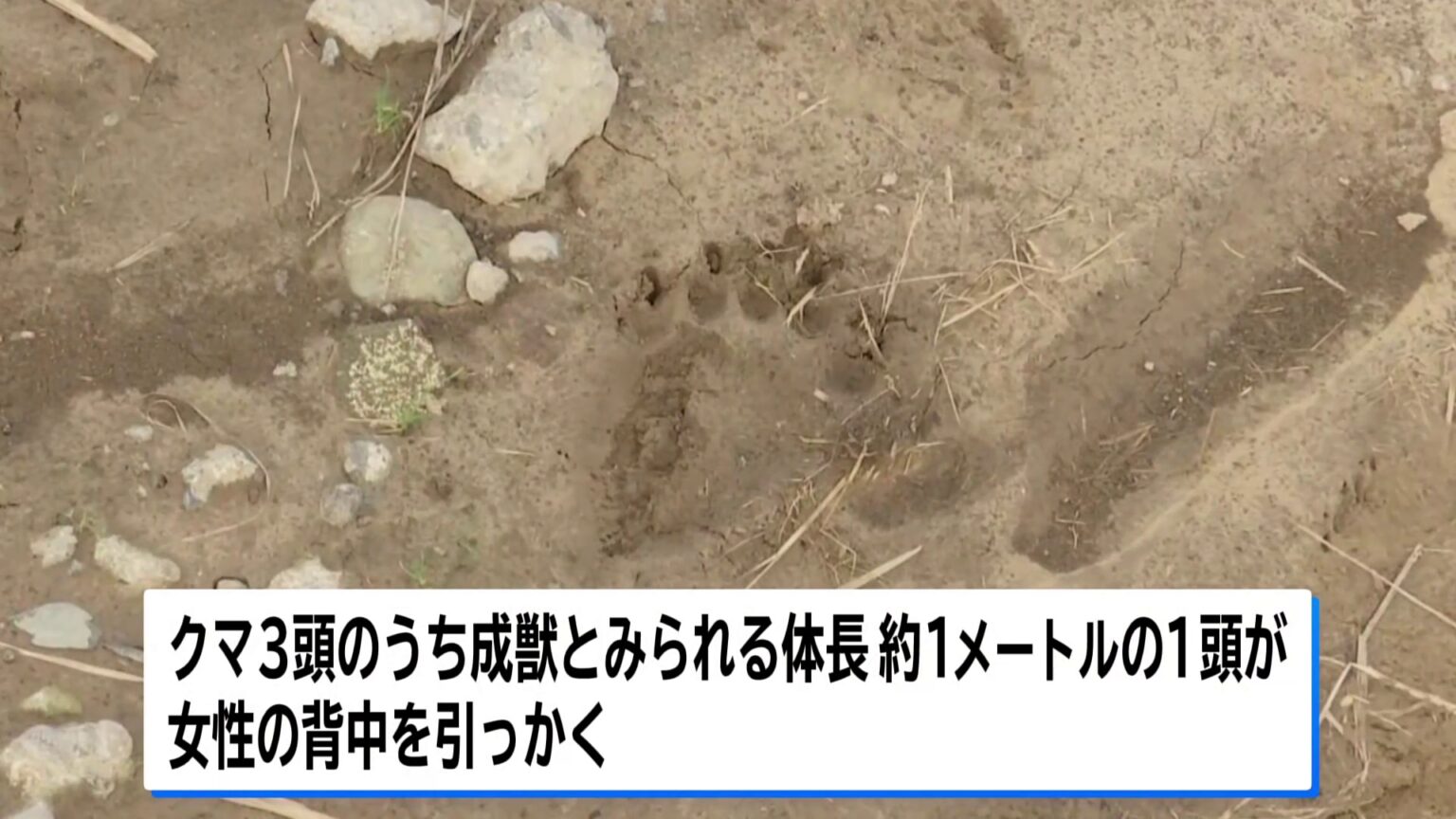 秋田・岩手・山形、各地でクマに襲われ計3人けが（TBS NEWS DIG Powered by JNN）