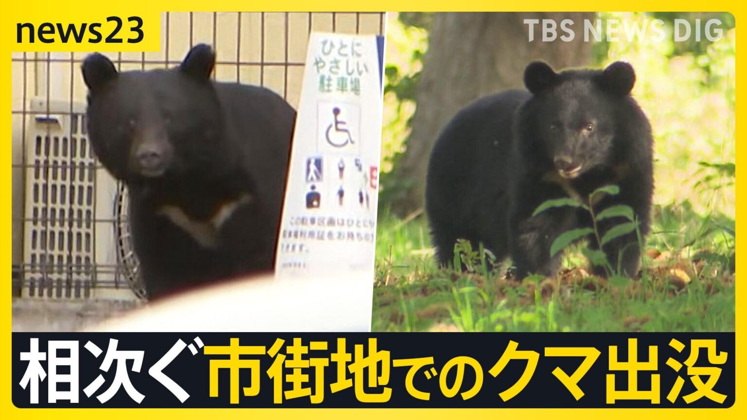 ワナにかかったメスのクマ　その周りを子グマが何度も…　相次ぐ市街地でのクマ出没　秋田で4人襲われけが【news23】（TBS NEWS DIG Powered by JNN）