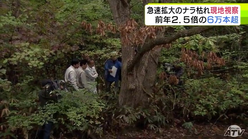 被害本数は前年の約2.5倍 急速に被害拡大の「ナラ枯れ」 自民党県連が青森市で被害にあった木を視察 青森県（ＡＴＶ青森テレビ） - Yahoo!ニュース - Yahoo!ニュース