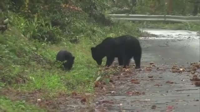 用水路の確認中に…大仙市で50代男性クマに襲われる 秋田（秋田テレビ） - Yahoo!ニュース