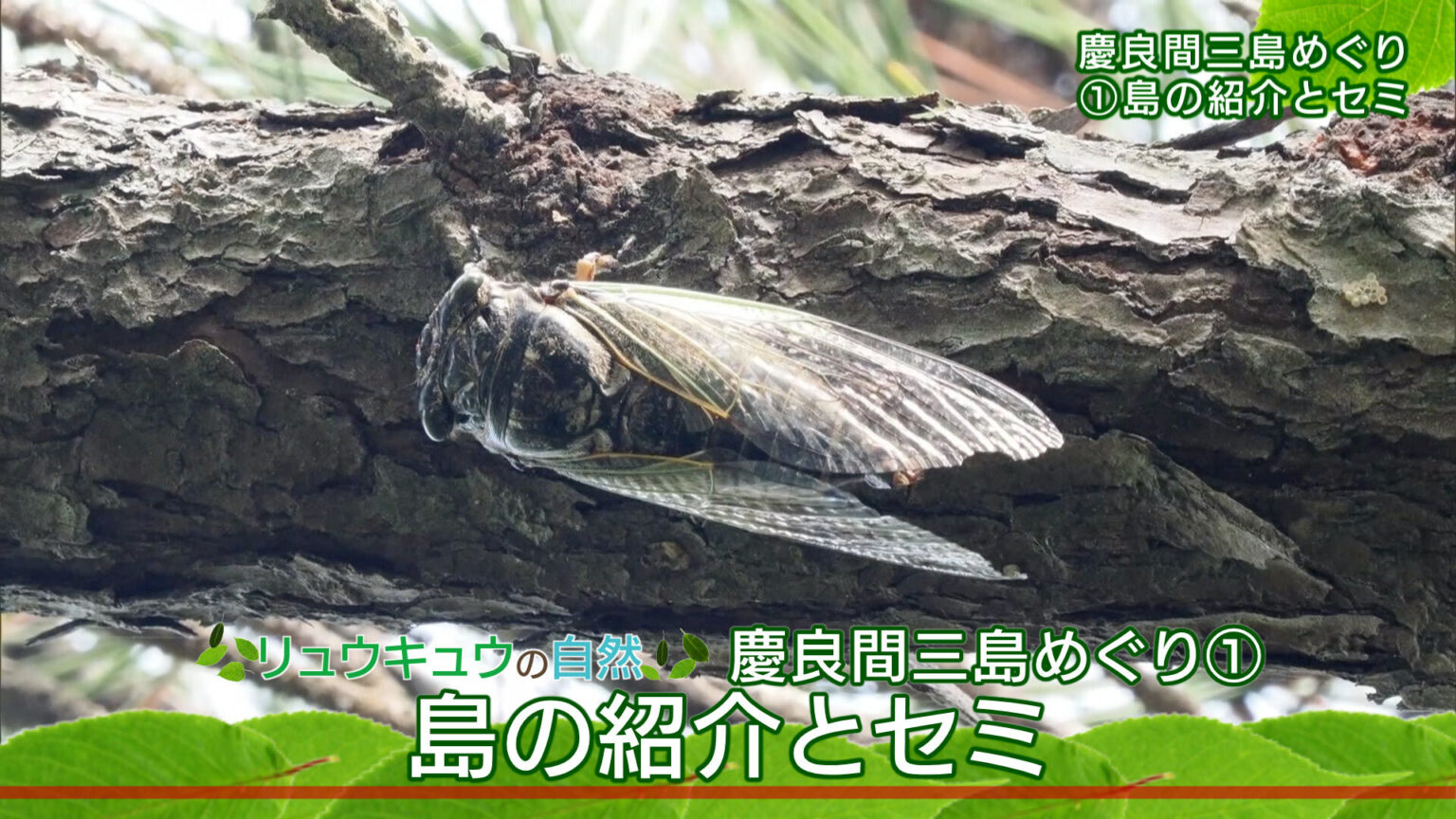 リュウキュウの自然 特別編「慶良間三島めぐり（1）島の紹介とセミ」　沖縄（沖縄ニュースQAB） - Yahoo!ニュース
