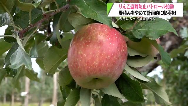 「野積みにしないで」盗難被害が相次ぐ“青森りんご” 園地のパトロール始まる 青森県青森市（青森放送） - Yahoo!ニュース - Yahoo!ニュース