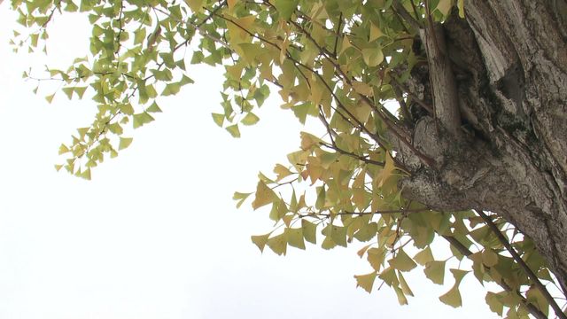 【3か月予報】11月は気温高い予想も12月以降は冬型強まる時期も 降水量は平年並みか多い予想《新潟》（TeNYテレビ新潟） - Yahoo!ニュース - Yahoo!ニュース