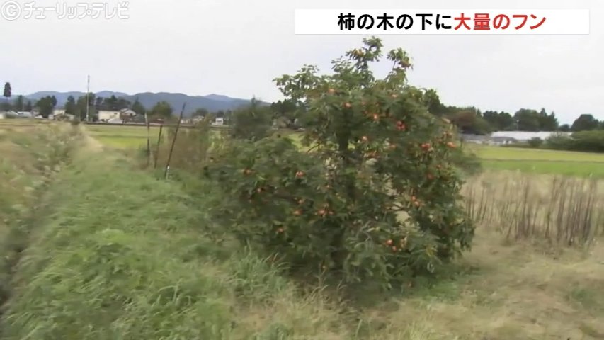 「朝晩は外に出られない」富山市でクマ痕跡相次ぎ警戒を呼びかけ（チューリップテレビ） - Yahoo!ニュース - Yahoo!ニュース