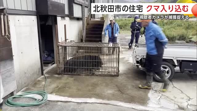 「まさか自宅地下にクマが」住民が恐怖語る 物置に入り込み一時どどまるも3時間後に捕獲 秋田・北秋田市（秋田テレビ） - Yahoo!ニュース - Yahoo!ニュース