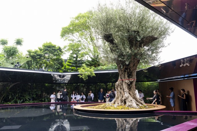 万博フランス館、樹齢1000年の「オリーブの木」日本に継承へ　入札受付を開始 | ORICON NEWS | 国内海外のニュース