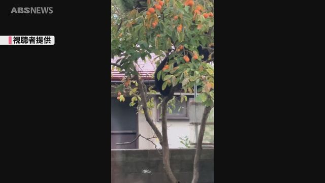 秋田市保戸野中町の民家の敷地内にクマ2頭 住民が目撃 警察が注意を呼びかけ 24日 秋田（ABS秋田放送） - Yahoo!ニュース - Yahoo!ニュース