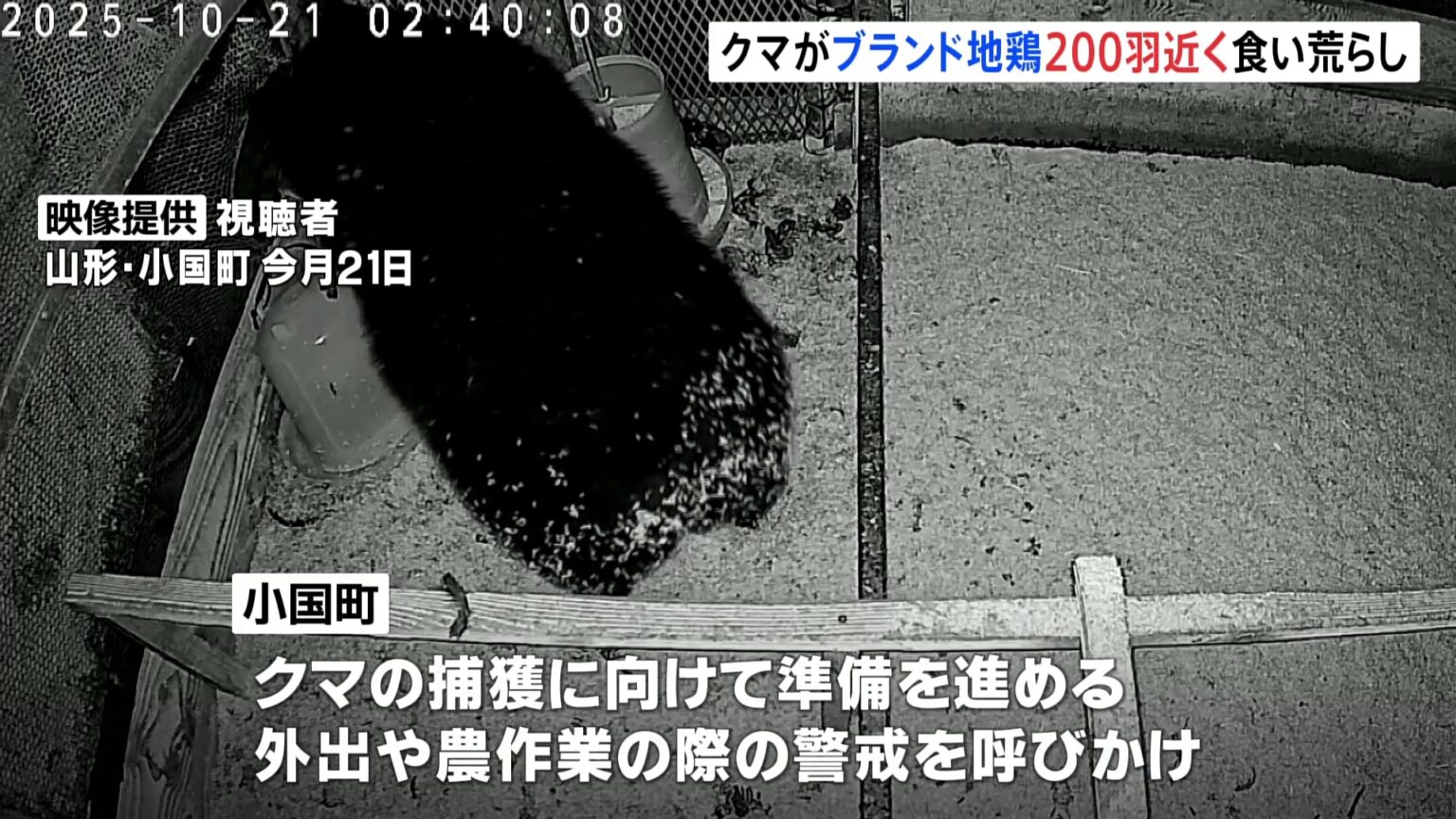 クマに「ブランド地鶏」200羽近くが食べられる被害　山形・小国町　住民に警戒呼びかけ（TBS NEWS DIG Powered by JNN）