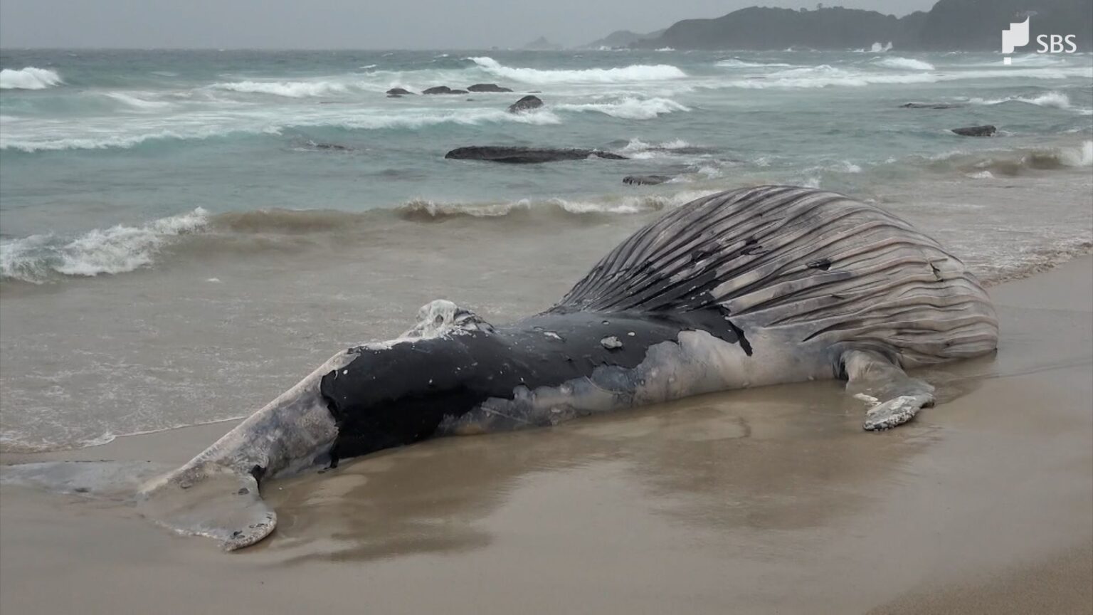 海岸に打ち上げられた体長9.4メートルのクジラの死骸 砂浜に穴掘り埋められる=静岡・下田市（静岡放送（SBS）） - Yahoo!ニュース