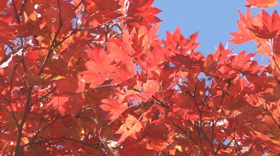 信州見頃の紅葉 牛と紅葉 水面に映る紅葉 七色の大カエデ 渓谷と紅葉 おすすめスポット 秋深まる長野県（NBS長野放送） - Yahoo!ニュース - Yahoo!ニュース