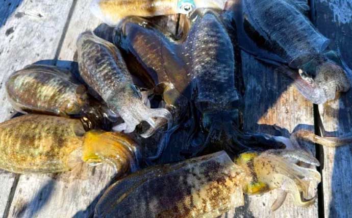 【沖のルアー釣果速報】伊勢湾キャスティングゲームでサワラ＆サゴシ連発！（三重・愛知）