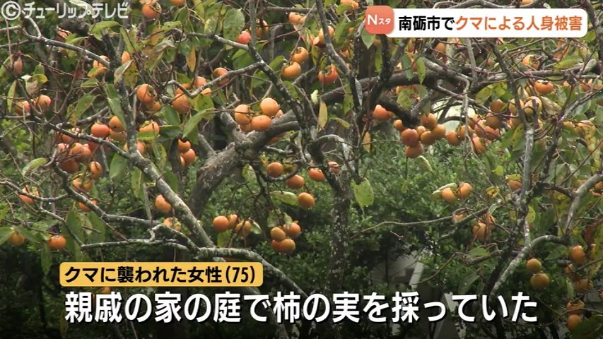 75歳女性クマに襲われる 右腕・右側頭部をかまれたか 富山県南砺市でクマによる人身被害　（チューリップテレビ） - Yahoo!ニュース