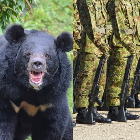自衛隊はクマを撃てるのか？ 元自衛隊レンジャー弁護士が語る“出動の現実” 「クマは銃剣で倒せます」（集英社オンライン） - Yahoo!ニュース