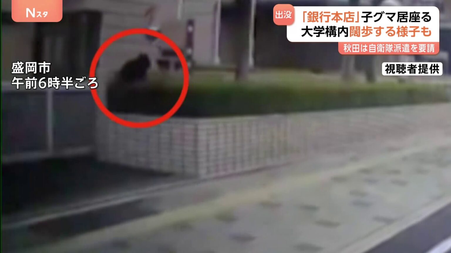 え？銀行の駐車場にクマが…岩手・盛岡市でクマ出没相次ぐ　秋田では県知事が自衛隊に派遣要請（TBS NEWS DIG Powered by JNN）