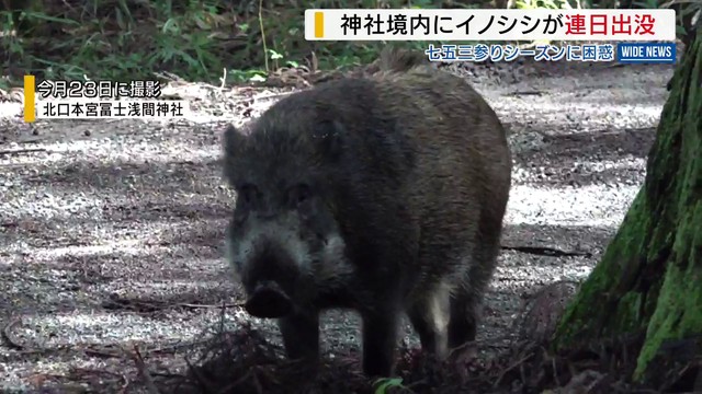 富士山世界遺産の神社でイノシシ出没相次ぐ 七五三シーズンに困惑 北口本宮冨士浅間神社 山梨（YBS山梨放送） - Yahoo!ニュース