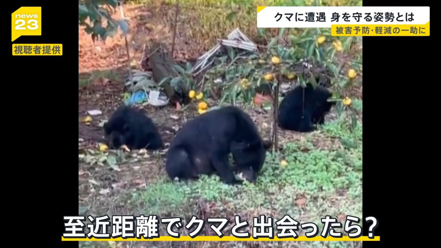 深刻化する“クマ害”「国民の命守れない」秋田県が自衛隊派遣を要請　もしクマと至近距離で出会ったら？被害を軽減する“ある姿勢”とは【news23】（TBS NEWS DIG Powered by JNN）