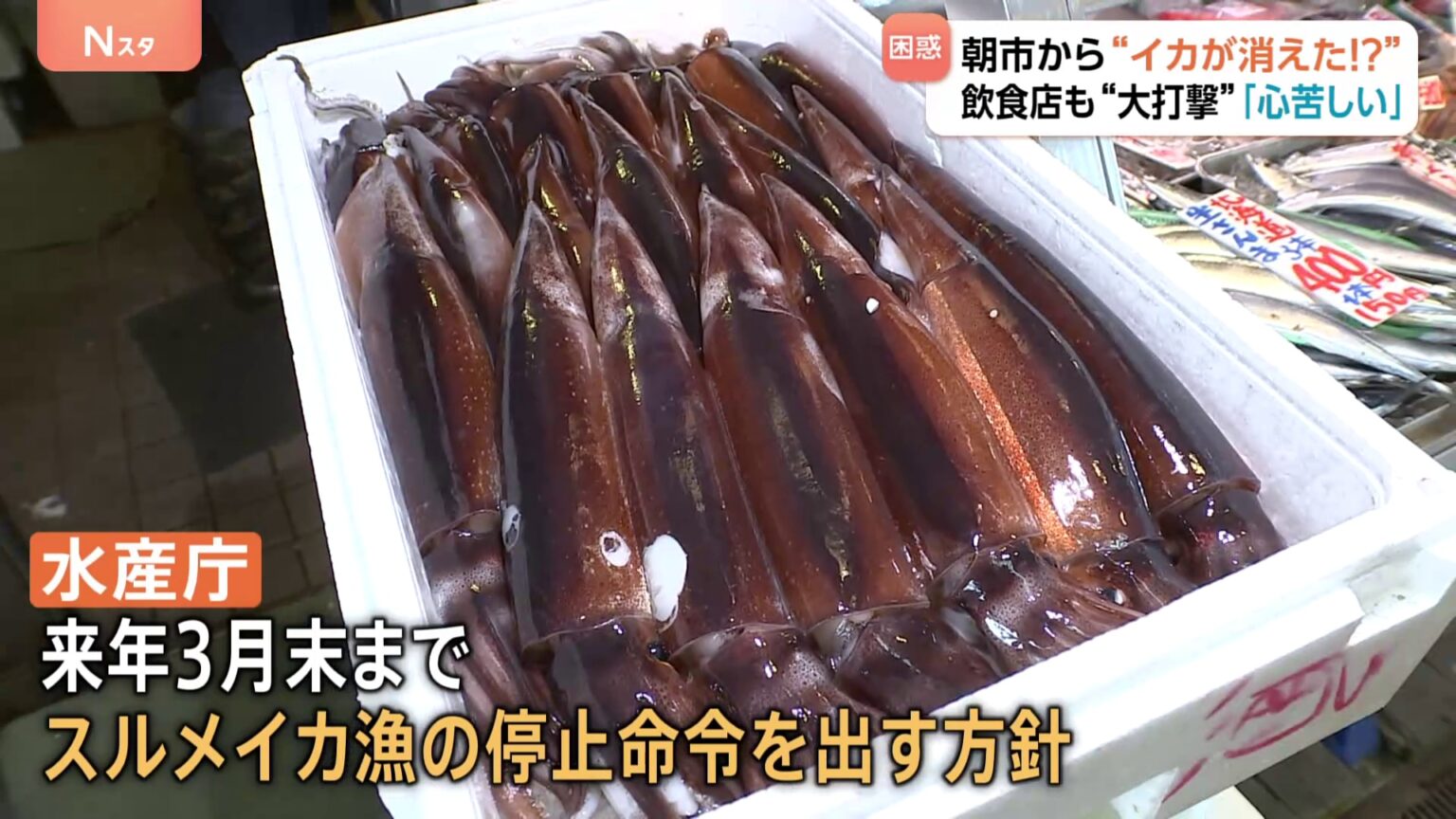 “庶民の味”スルメイカがとれすぎて…“イカの街”北海道・函館市から消えた！名物のイカ釣り堀は休業に　飲食店では代わりに“イカの王様”アオリイカが登場！（TBS NEWS DIG Powered by JNN）