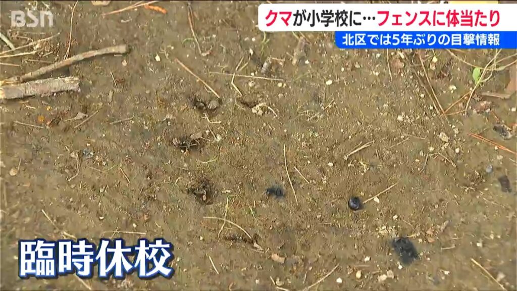 五泉市の小学校敷地内でクマ目撃 臨時休校に【相次ぐ目撃情報】新潟市北区や聖籠町の東港1丁目でも（ＢＳＮ新潟放送） - Yahoo!ニュース