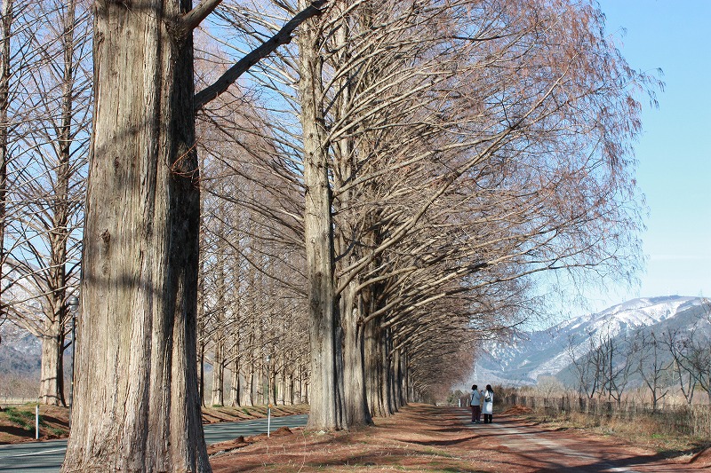 【滋賀】冬景色広がる1月の「メタセコイア並木道」 | 地球の歩き方