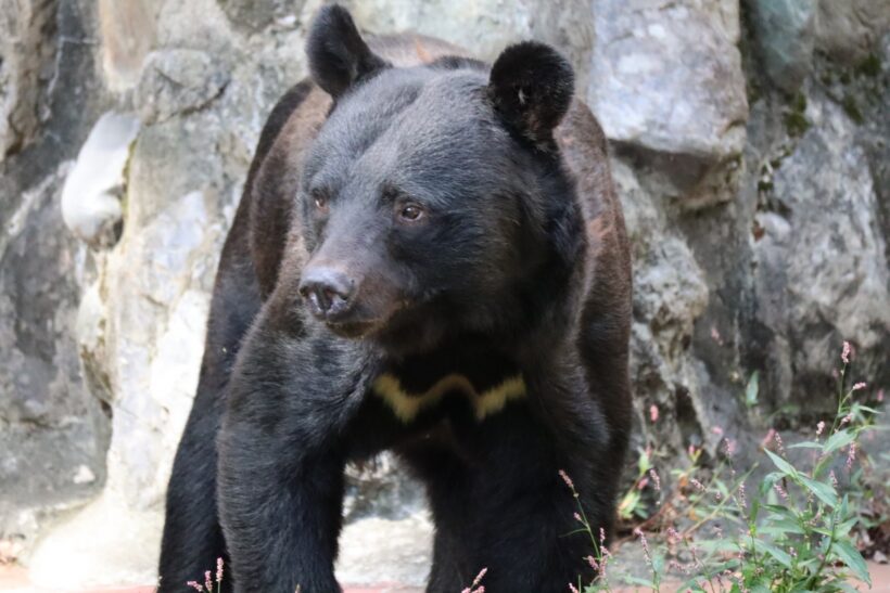 新潟県内でクマの目撃情報相次ぐ - 新潟県内のニュース｜にいがた経済新聞
