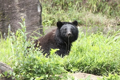 クマ