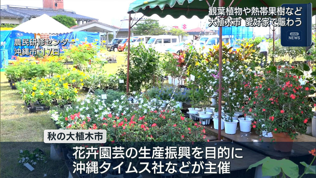 沖縄市秋の大植木市　愛好家でにぎわう – QAB NEWS Headline