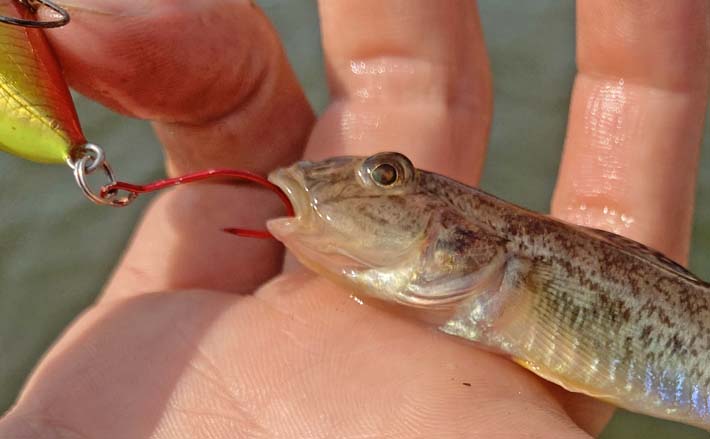秋の長島川で挑む短時間ハゼクラ釣行【三重】婚姻色のハゼがリアクションでヒット! | TSURINEWS 秋の長島川で挑む短時間ハゼクラ釣行【三重】婚姻色のハゼがリアクションでヒット!