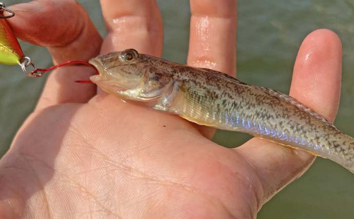 秋の長島川で挑む短時間ハゼクラ釣行【三重】婚姻色のハゼがリアクションでヒット！