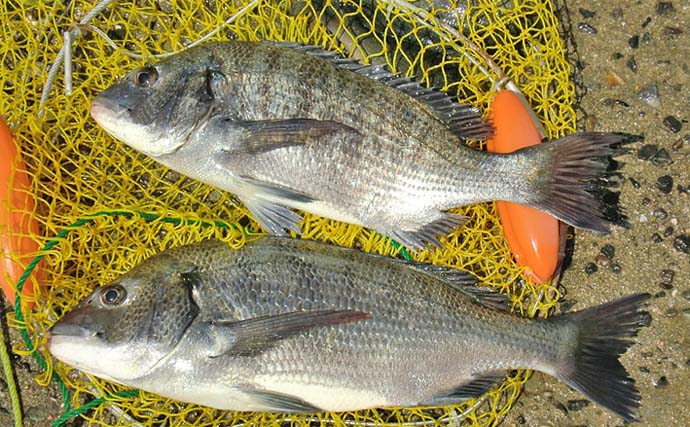 天満川のトップチニングで42＆47cmのチヌをキャッチ！【広島】満潮狙いが的中