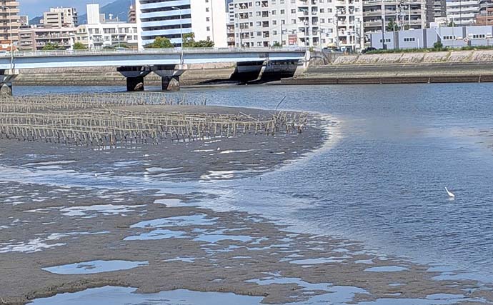 天満川のトップチニングで42＆47cmのチヌをキャッチ！【広島】満潮狙いが的中