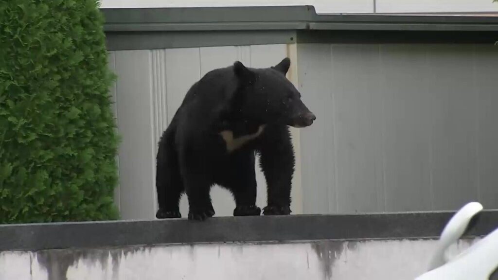 クマが「食べるために人を狙うという発想を持ってしまう」専門家が警鐘 「人間は意外と簡単に倒せる」と学習か 岩手でクマによる人身被害深刻化「完全にフェーズが変わった」（FNNプライムオンライン） - Yahoo!ニュース