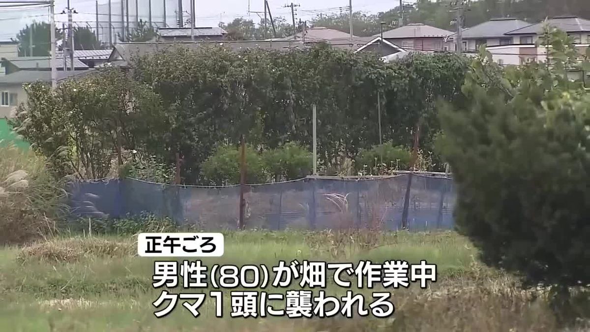 男性(80)がクマに襲われけが　秋田市飯島で農作業中　