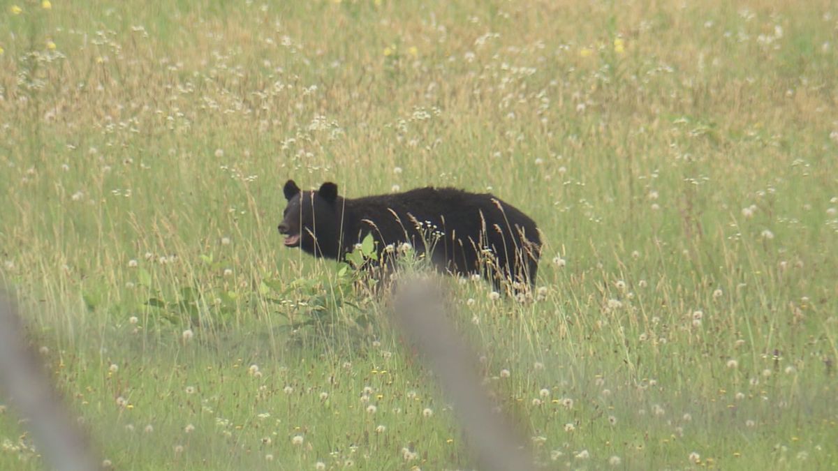 山形県内各地でクマの目撃相次ぐ　東根市では小中学校2校が臨時休校