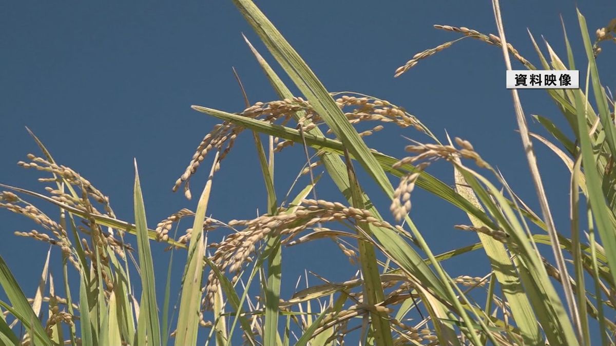 コメの新たな指標「作況単収指数」　山形県は基準値より2ポイント高い「102」