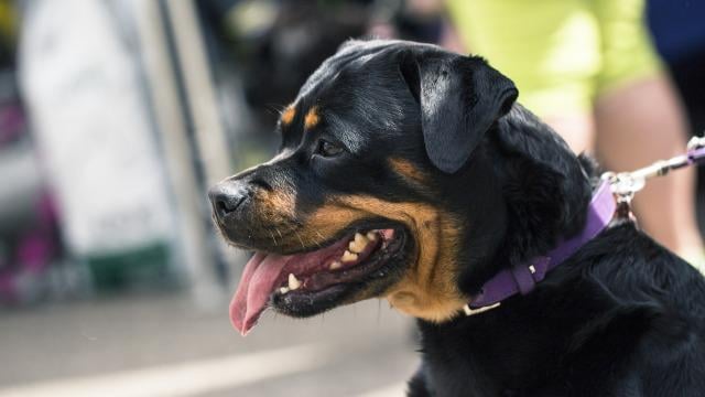 カラマタでロットワイラーが市民を襲い負傷 警察が犬を射殺