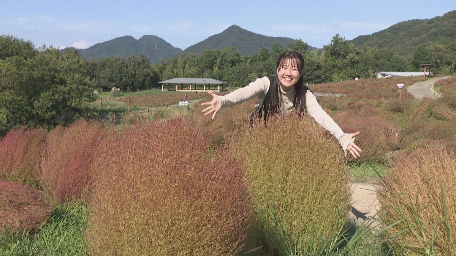 約6000本のコキアが紅葉　国営讃岐まんのう公園で秋を感じて　香川 | KSBニュース | KSB瀬戸内海放送