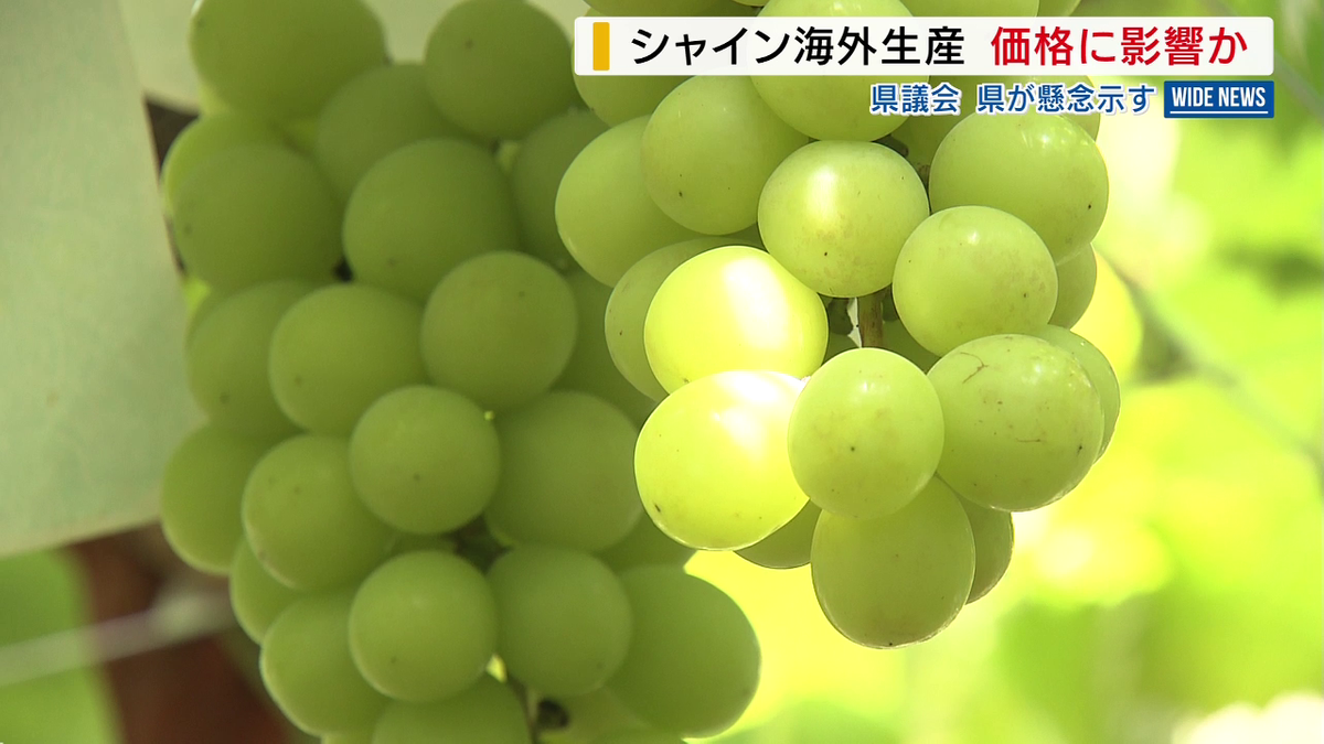 シャインマスカット海外生産に県が懸念 「旬が薄れハウス栽培の価格に影響」 「品質劣るとブランド低下」 山梨  