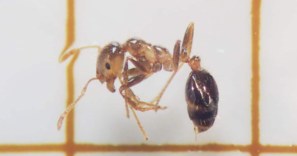 中国発コンテナから大量「ヒアリ」過去最大級1万8000匹　東京港で陸揚げ、卵や幼虫も