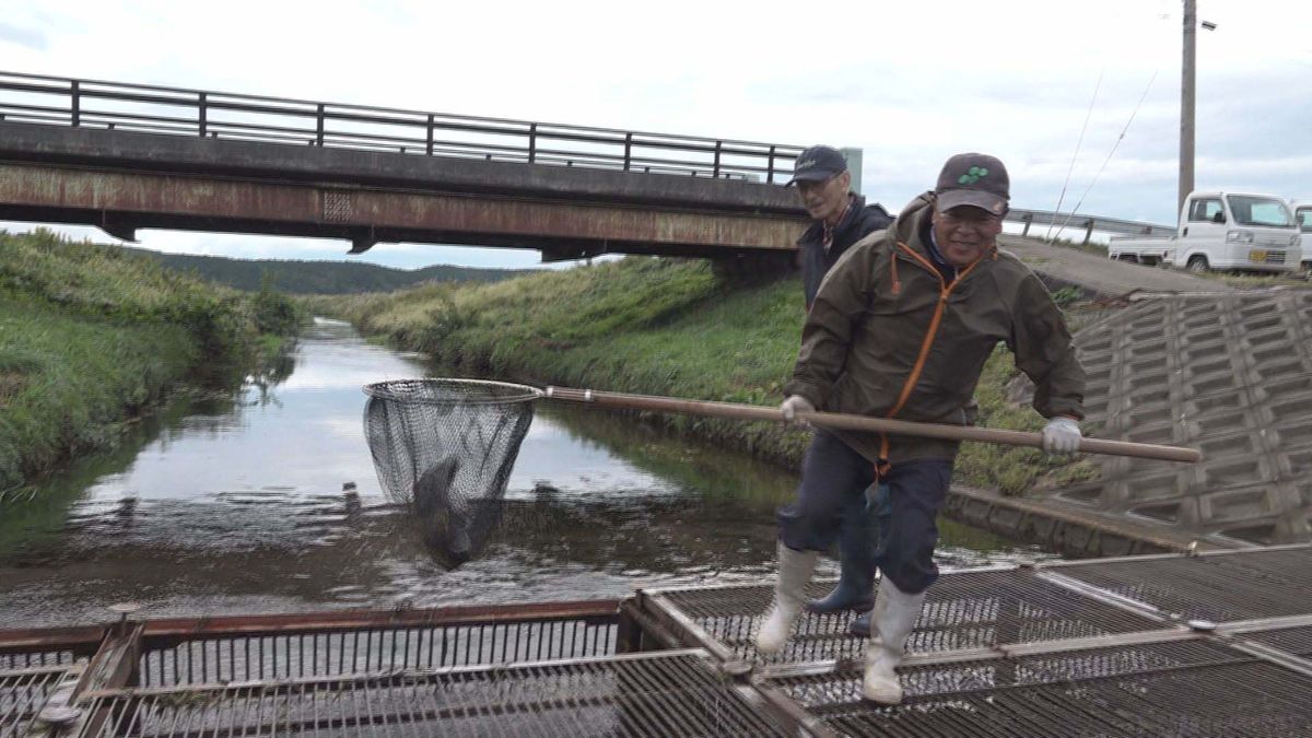 「貴重なサケ資源残していく」山形・遊佐町の川でサケの遡上始まる　今季は2万匹の水揚げ期待