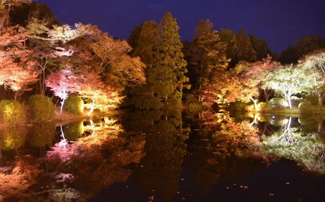 夜の池に映る紅葉のライトアップの風景。