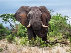 メスのアフリカゾウから牙がなくなった…密猟者から逃れるために急速に進化