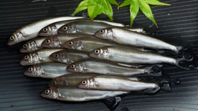 【事前予約要】奥びわ湖で獲れた旬の魚を味わう「第33回 秋のグルメ2025」開催|滋賀県長浜市 | TABIZINE~人生に旅心を~ 【事前予約要】奥びわ湖で獲れた旬の魚を味わう「第33回 秋のグルメ2025」開催|滋賀県長浜市 | TABIZINE~人生に旅心を~