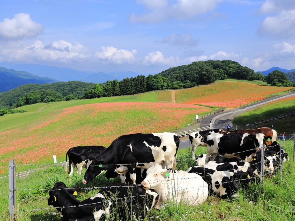 秋に行きたい「埼玉県の絶景ドライブスポット」ランキング！ 「秩父高原牧場周辺ルート」を抑えた1位は？ - All About ニュース